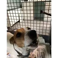 Foto dell\'animale cane - Matr. 2019/0405 - Microchip 380260101300828