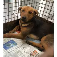 Foto dell\'animale cane - Matr. 2019/0406 - Microchip 380260043593815
