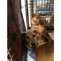 cane - Matr. 2019/0410 - Microchip 380260043873330