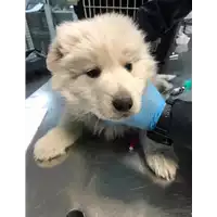 Foto dell\'animale cane - Matr. 2019/0412 - Microchip 380260043869837