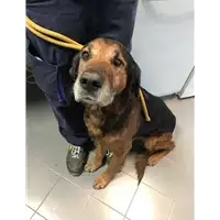 Foto dell\'animale cane - Matr. 2019/0413 - Microchip 380260000604127