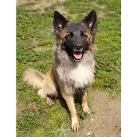 Foto dell\'animale cane - Matr. 2019/0414 - Microchip 380260043526754