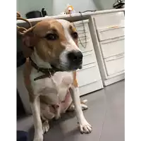 Foto dell\'animale cane - Matr. 2019/0421 - Microchip 380260004136240