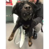 Foto dell\'animale cane - Matr. 2019/0423 - Microchip 380260042911215