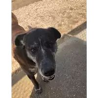 Foto dell\'animale cane - Matr. 2019/0428 - Microchip 380260043870442