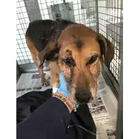 Foto dell\'animale cane - Matr. 2019/0432 - Microchip 380098100665830