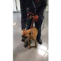 Foto dell\'animale cane - Matr. 2019/0435 - Microchip 981100000800358