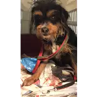 Foto dell\'animale cane - Matr. 2018/0578 - Microchip 380260043501386