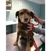 Foto dell\'animale cane - Matr. 2019/0448 - Microchip 380260043870383