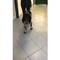 Foto dell\'animale cane - Matr. 2019/0450 - Microchip 380260043869659