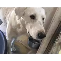 Foto dell\'animale cane - Matr. 2017/0182 - Microchip 380260042879862