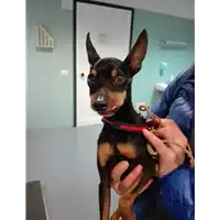 Foto dell\'animale cane - Matr. 2019/0454 - Microchip 380260000590379