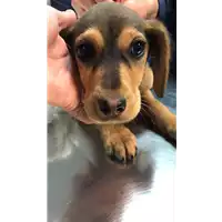 Foto dell\'animale cane - Matr. 2019/0467 - Microchip 380260043847656