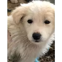 Foto dell\'animale cane - Matr. 2019/0458 - Microchip 380260043870047