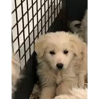 Foto dell\'animale cane - Matr. 2019/0457 - Microchip 380260043869844