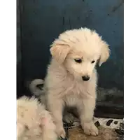Foto dell\'animale cane - Matr. 2019/0456 - Microchip 380260043873379