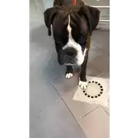 Foto dell\'animale cane - Matr. 2019/0476 - Microchip 380260002576014