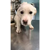 Foto dell\'animale cane - Matr. 2019/0469 - Microchip 380260043634437