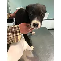Foto dell\'animale cane - Matr. 2019/0470 - Microchip 380260043634168