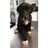 Foto dell\'animale cane - Matr. 2019/0472 - Microchip 380260043624432