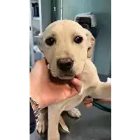 Foto dell\'animale cane - Matr. 2019/0474 - Microchip 380260043849132