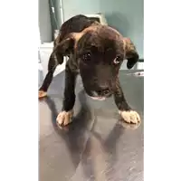 Foto dell\'animale cane - Matr. 2019/0473 - Microchip 380260043848243