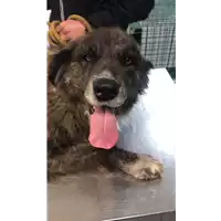 Foto dell\'animale cane - Matr. 2019/0484 - Microchip 380260043847776