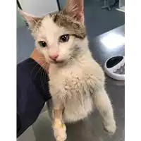 Foto dell\'animale gatto - Matr. 2019/0490 - Microchip 380260043873408