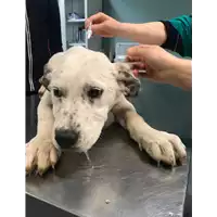 Foto dell\'animale cane - Matr. 2019/0497 - Microchip 380260043870067