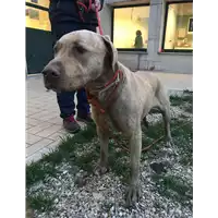 Foto dell\'animale cane - Matr. 2019/0499 - Microchip 380260040933358