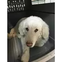 Foto dell\'animale cane - Matr. 2019/0501 - Microchip 380260043870008