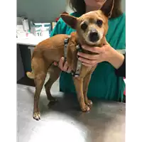 Foto dell\'animale cane - Matr. 2019/0105 - Microchip 380260000574587