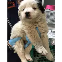 Foto dell\'animale cane - Matr. 2019/0506 - Microchip 380260043873164
