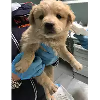 Foto dell\'animale cane - Matr. 2019/0509 - Microchip 380260043847245