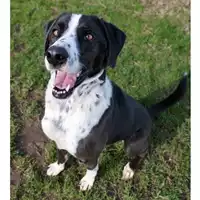 Foto dell\'animale cane - Matr. 2017/0514 - Microchip 380260042880212