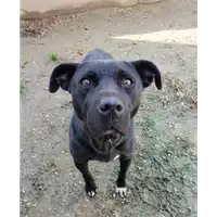 Foto dell\'animale cane - Matr. 2018/2459 - Microchip 380260043853805