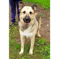 Foto dell\'animale cane - Matr. 2018/2195 - Microchip 981100000006691