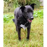 Foto dell\'animale cane - Matr. 2018/2194 - Microchip 380260042787444