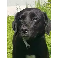 Foto dell\'animale cane - Matr. 2018/0291 - Microchip 380260002495140