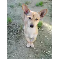 Foto dell\'animale cane - Matr. 2018/2344 - Microchip 380260043681426