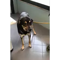 Foto dell\'animale cane - Matr. 2019/0512 - Microchip 380260041279176