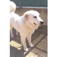 cane - Matr. 2019/0514 - Microchip 380260043870436