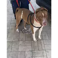 Foto dell\'animale cane - Matr. 2019/0518 - Microchip 380260004914330