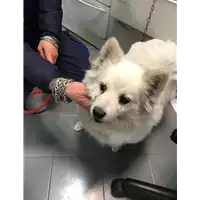 Foto dell\'animale cane - Matr. 2019/0520 - Microchip 380260002093945