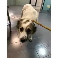 Foto dell\'animale cane - Matr. 2019/0521 - Microchip 380260043844448