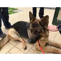Foto dell\'animale cane - Matr. 2019/0523 - Microchip 380260101022650