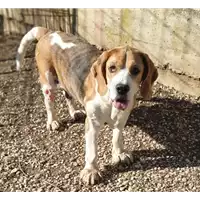 Foto dell\'animale cane - Matr. 2019/0527 - Microchip 985000380003918