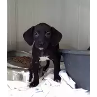 Foto dell\'animale cane - Matr. 2019/0531 - Microchip 380260043844440