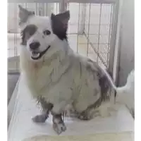 Foto dell\'animale cane - Matr. 2019/0335 - Microchip 380260043853018