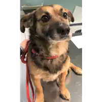 Foto dell\'animale cane - Matr. 2019/0529 - Microchip 380260043873166
